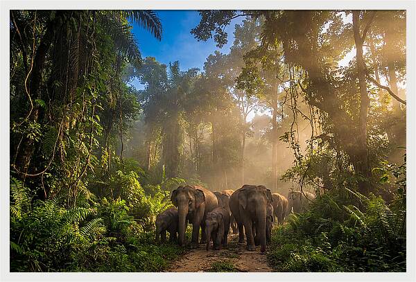 Asian Elephants In Misty Jungle