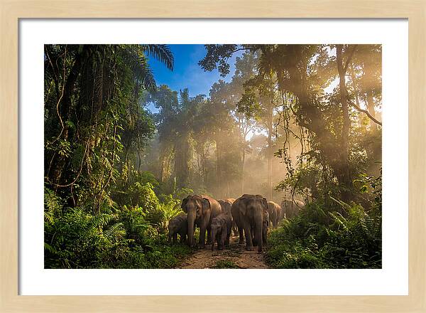 Asian Elephants In Misty Jungle