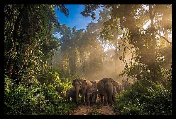 Asian Elephants In Misty Jungle