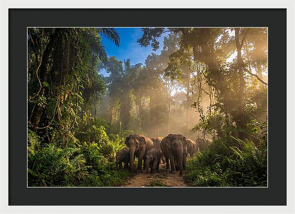 Asian Elephants In Misty Jungle