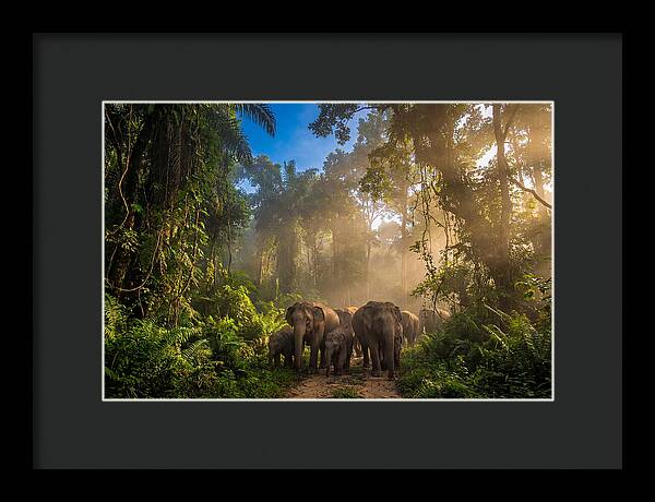 Asian Elephants In Misty Jungle