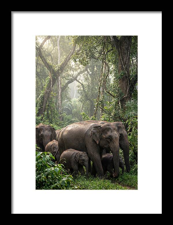 Asian Elephants In The Jungle