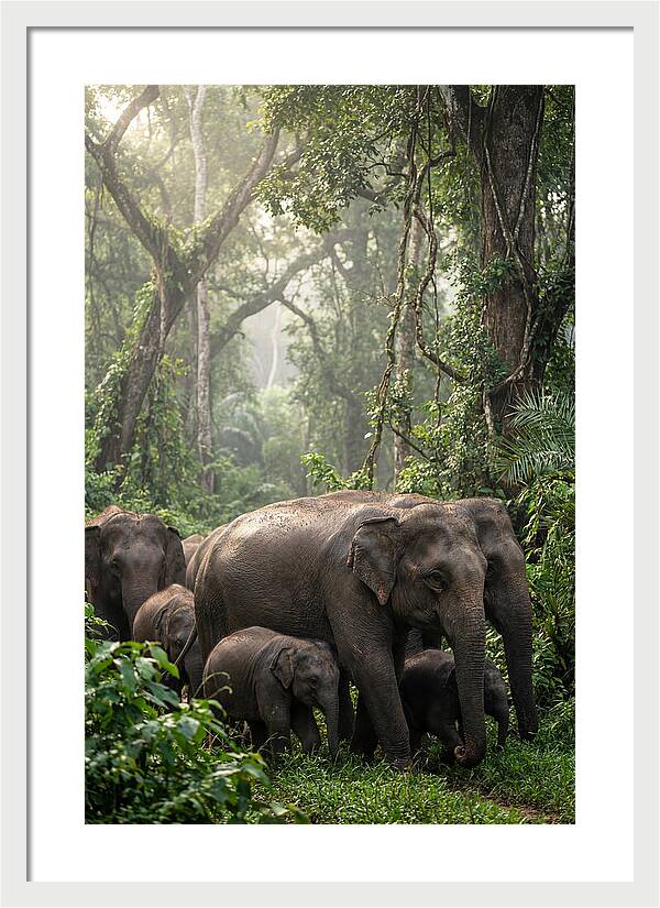 Asian Elephants In The Jungle