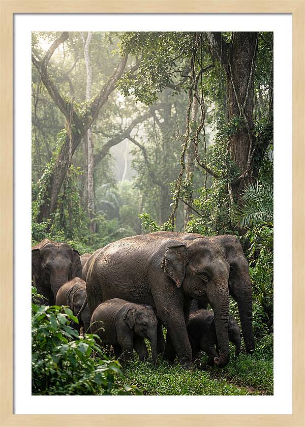 Asian Elephants In The Jungle