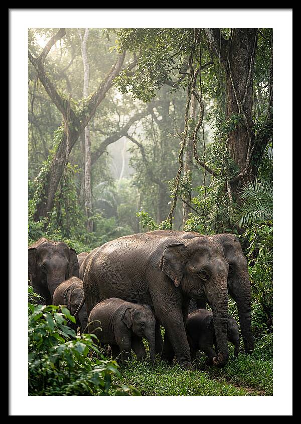 Asian Elephants In The Jungle
