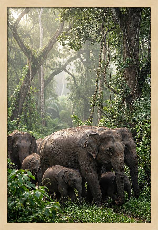 Asian Elephants In The Jungle