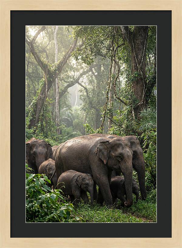 Asian Elephants In The Jungle