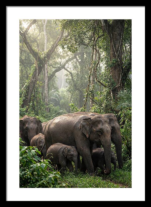 Asian Elephants In The Jungle