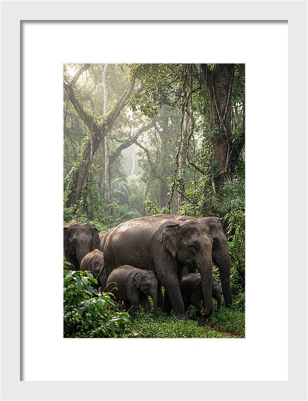 Asian Elephants In The Jungle
