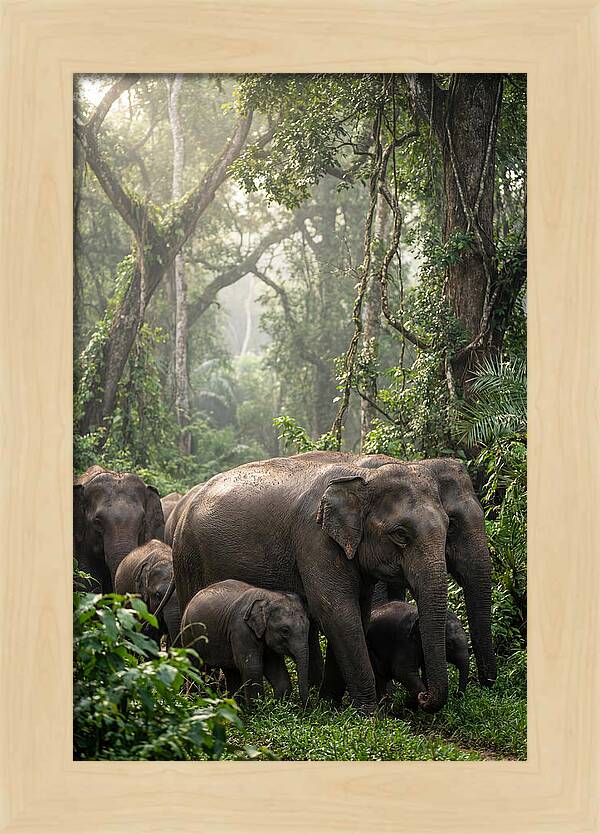 Asian Elephants In The Jungle