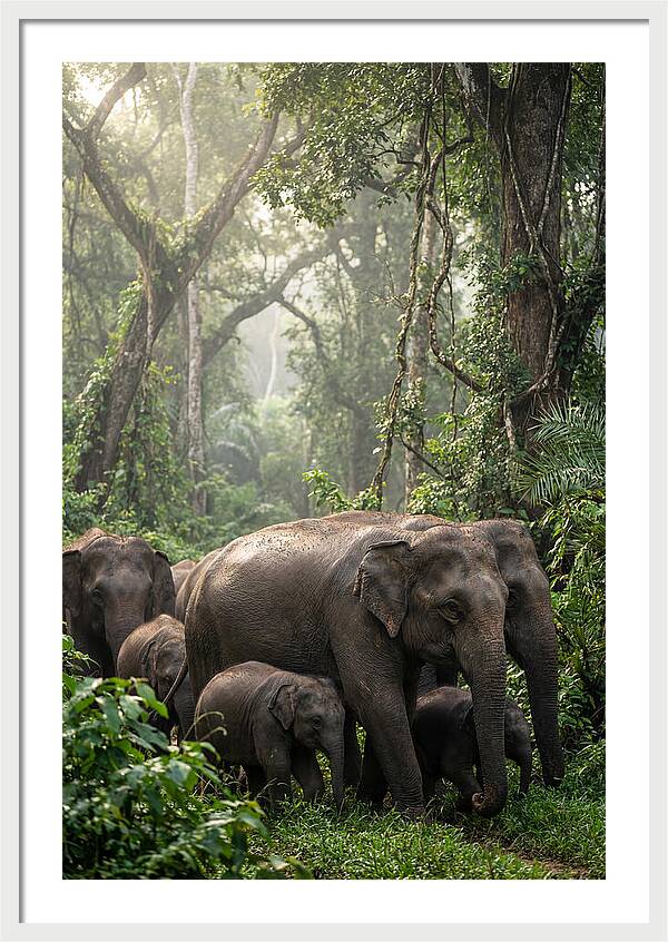 Asian Elephants In The Jungle
