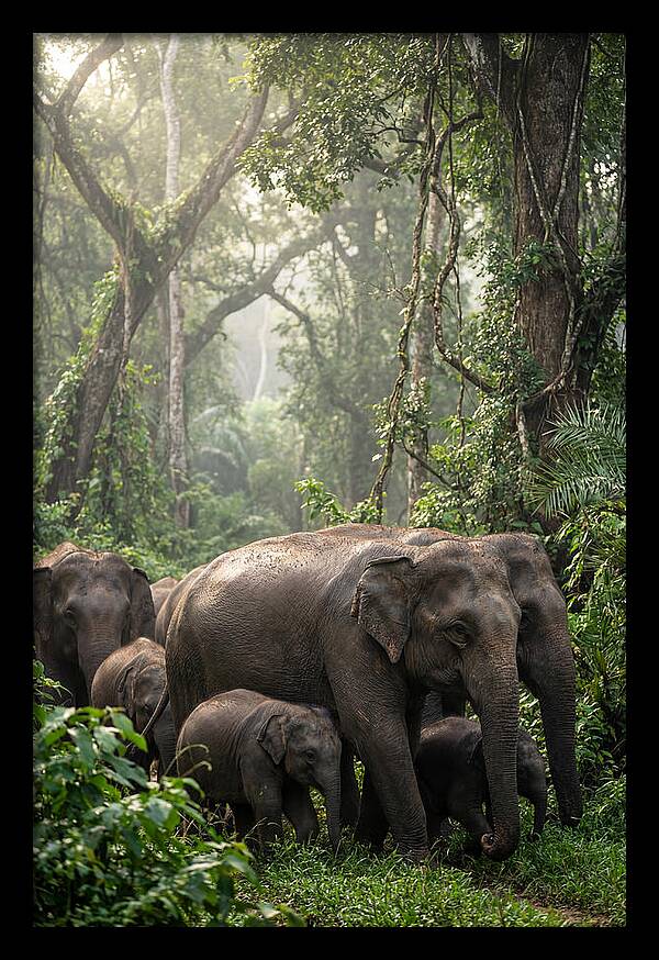 Asian Elephants In The Jungle