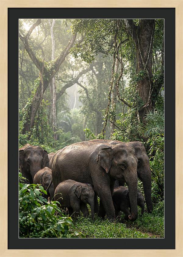 Asian Elephants In The Jungle