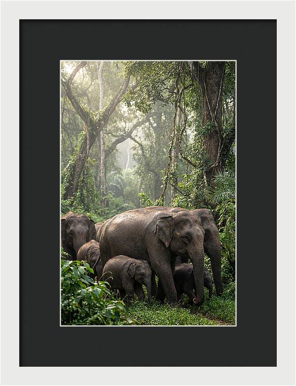 Asian Elephants In The Jungle