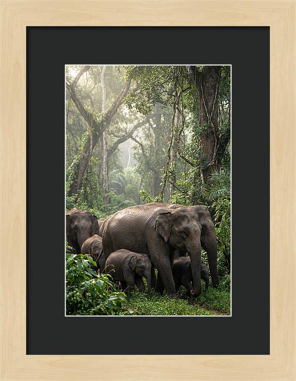 Asian Elephants In The Jungle