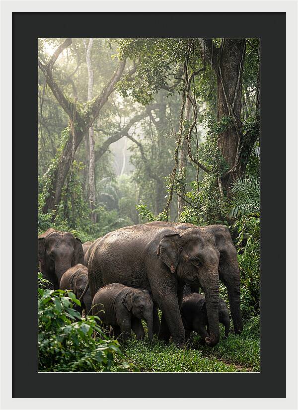 Asian Elephants In The Jungle