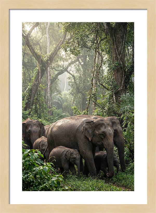 Asian Elephants In The Jungle