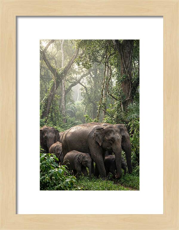 Asian Elephants In The Jungle