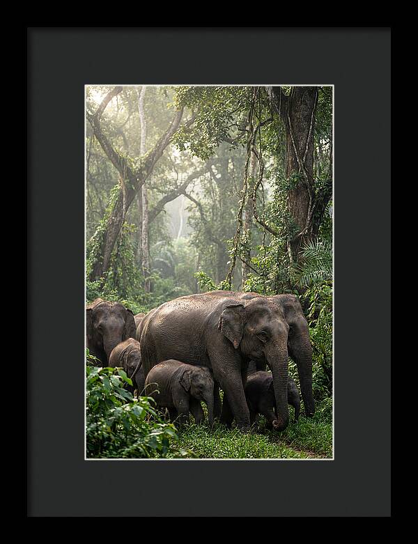 Asian Elephants In The Jungle