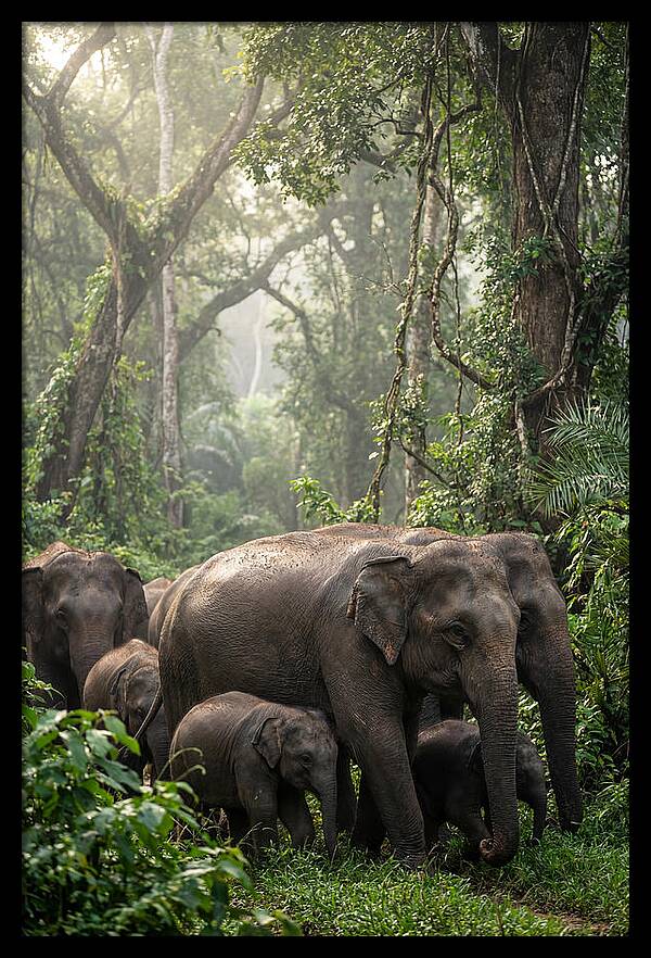 Asian Elephants In The Jungle