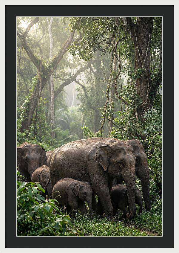 Asian Elephants In The Jungle
