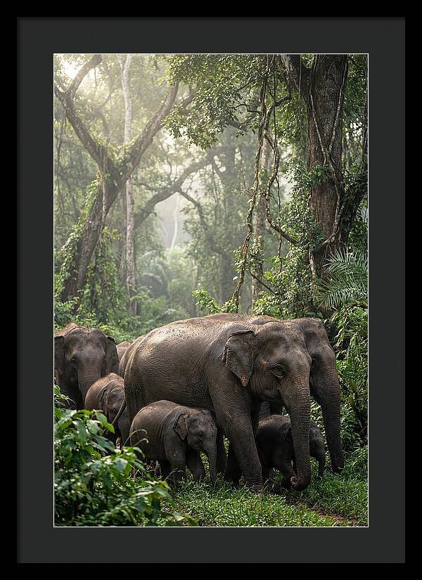Asian Elephants In The Jungle