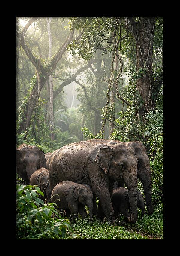 Asian Elephants In The Jungle
