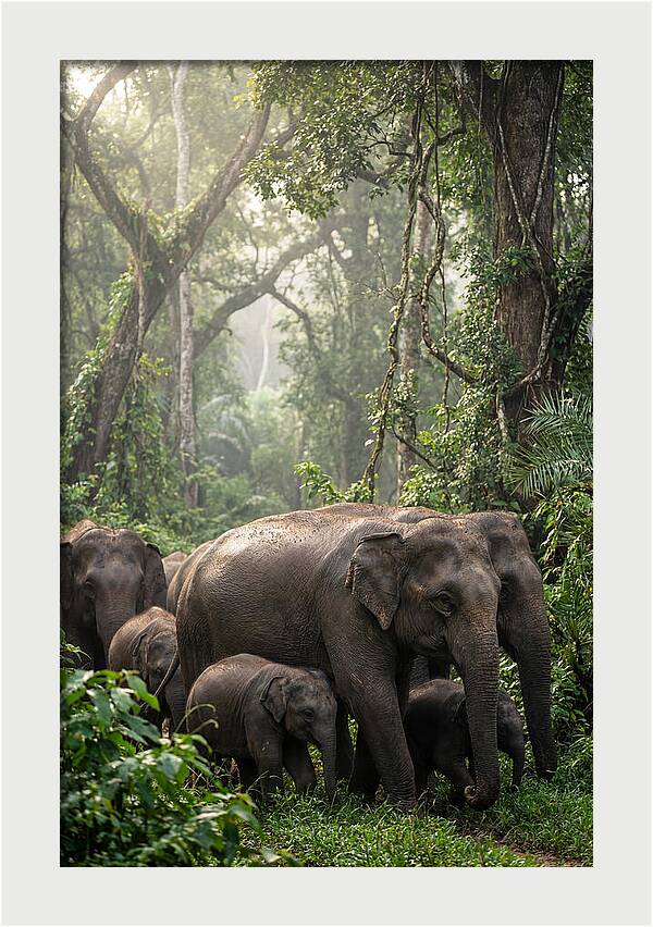 Asian Elephants In The Jungle