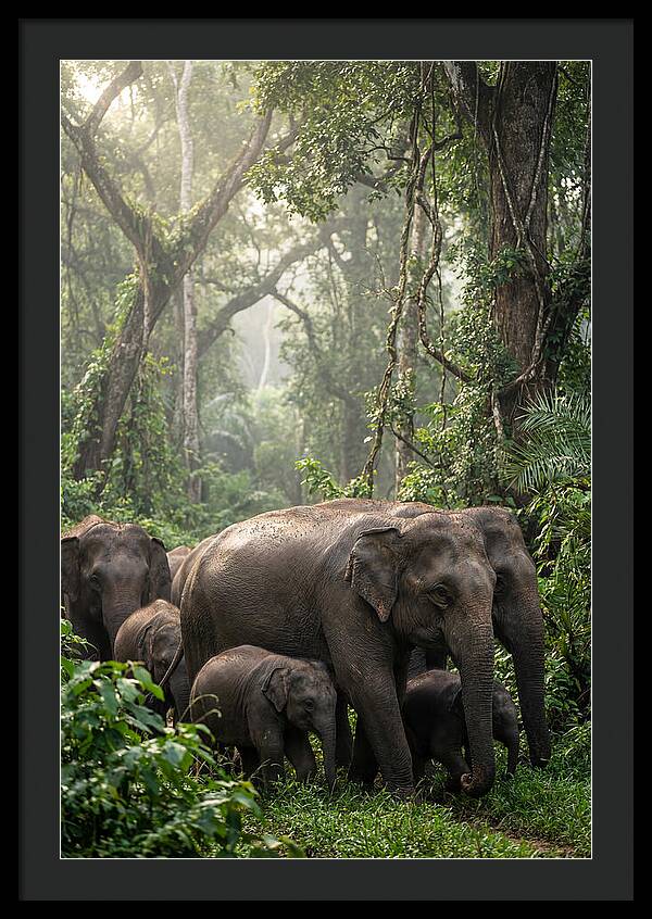 Asian Elephants In The Jungle