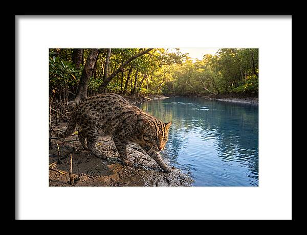Asian Fishing Cat In Action