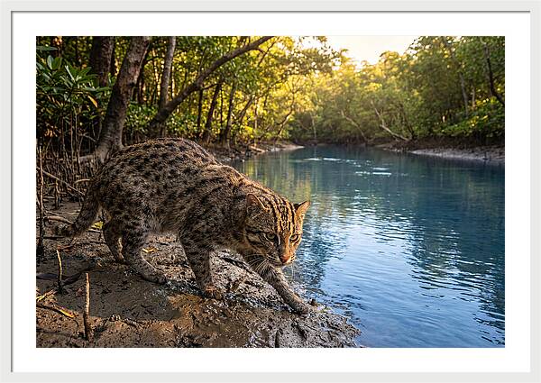 Asian Fishing Cat In Action