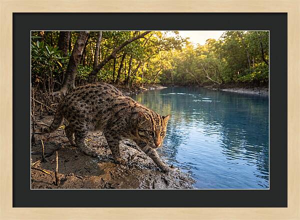 Asian Fishing Cat In Action