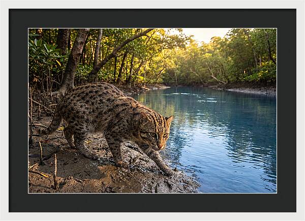 Asian Fishing Cat In Action