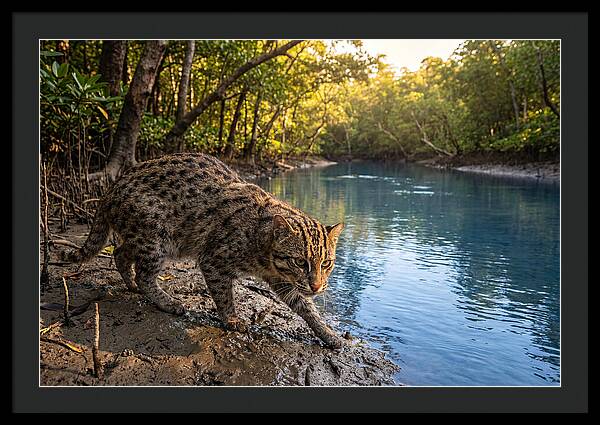 Asian Fishing Cat In Action
