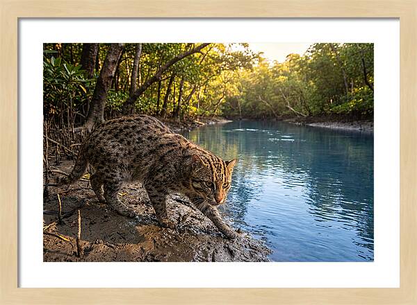 Asian Fishing Cat In Action