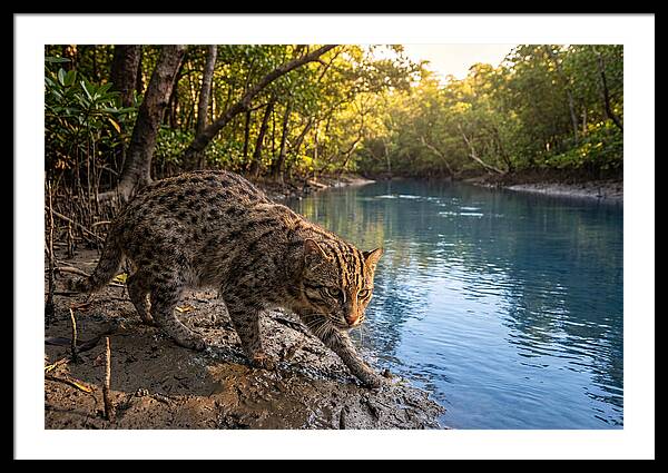 Asian Fishing Cat In Action