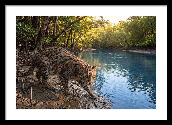 Asian Fishing Cat In Action