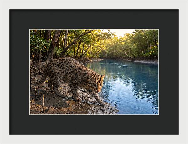 Asian Fishing Cat In Action