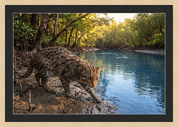 Asian Fishing Cat In Action