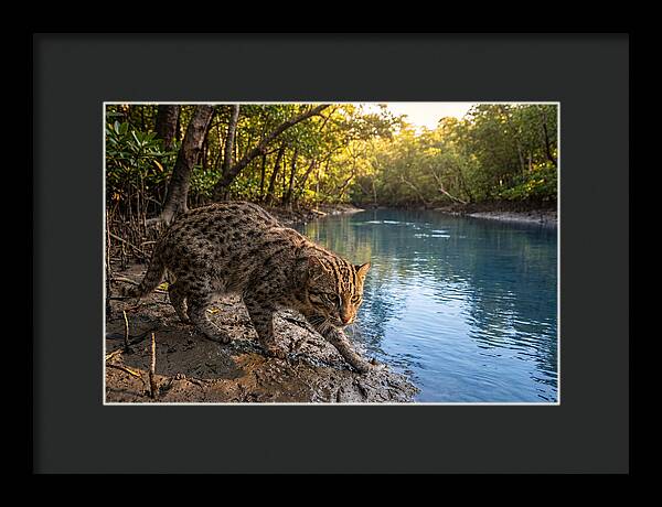 Asian Fishing Cat In Action