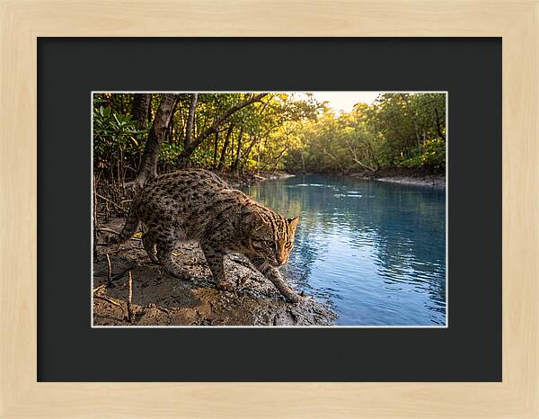 Asian Fishing Cat In Action