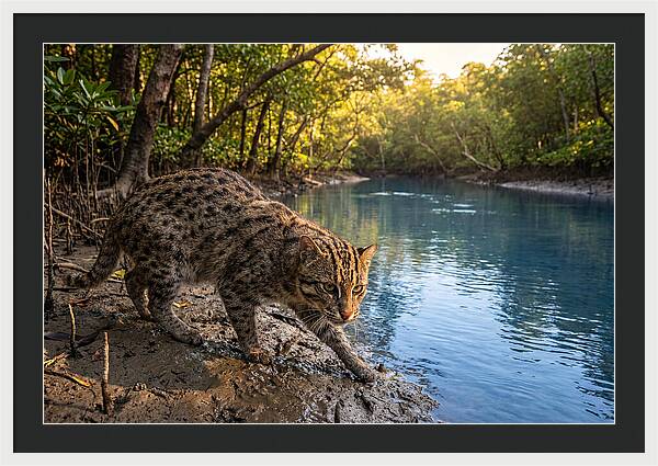 Asian Fishing Cat In Action