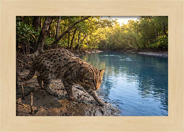 Asian Fishing Cat In Action
