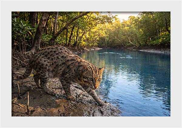 Asian Fishing Cat In Action
