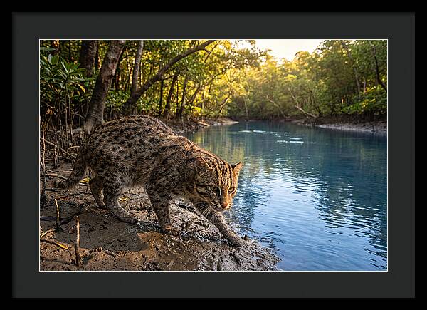 Asian Fishing Cat In Action