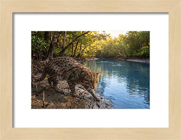 Asian Fishing Cat In Action