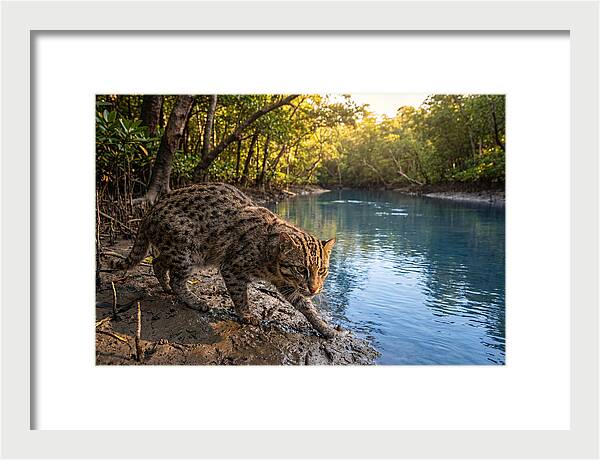 Asian Fishing Cat In Action