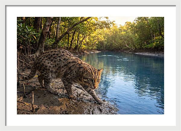 Asian Fishing Cat In Action