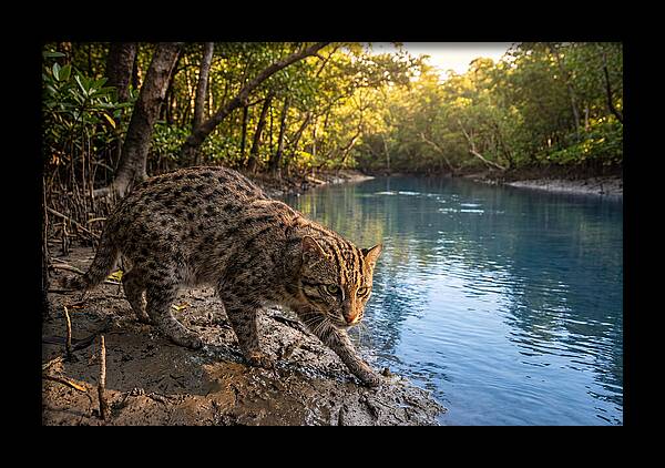 Asian Fishing Cat In Action