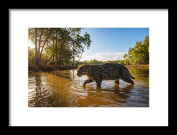 Asian Fishing Cat In Water